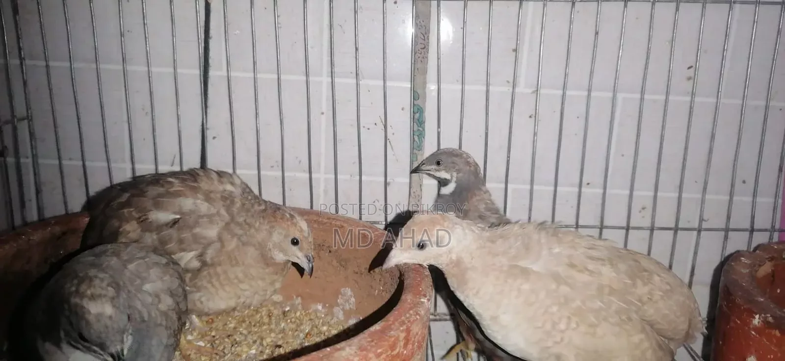 রানিং কিং কোয়েল বিক্রি করা হবে