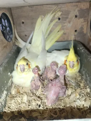 Lutino Cockatiel Running Pair