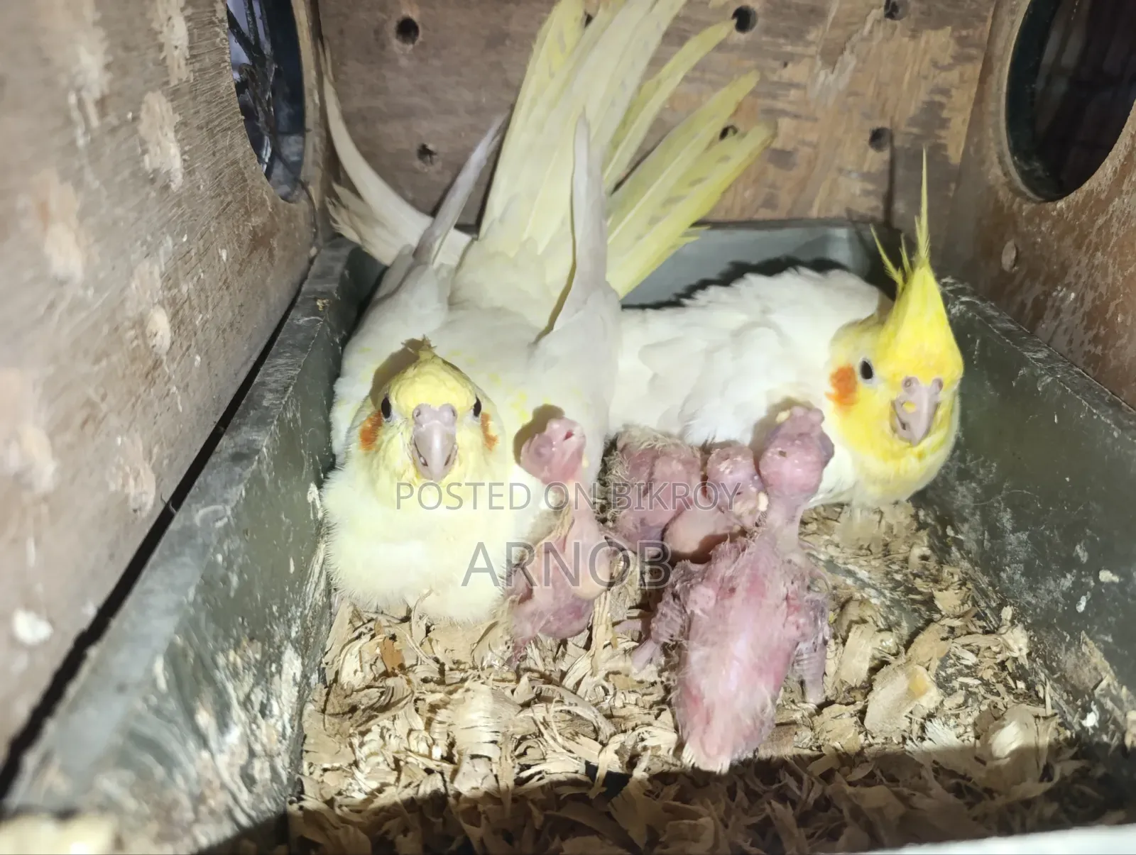 Lutino Cockatiel Running Pair