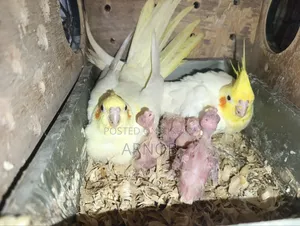 Lutino Cockatiel Running Pair