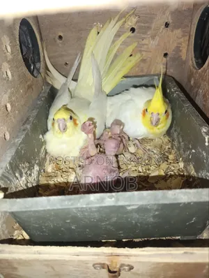 Lutino Cockatiel Running Pair