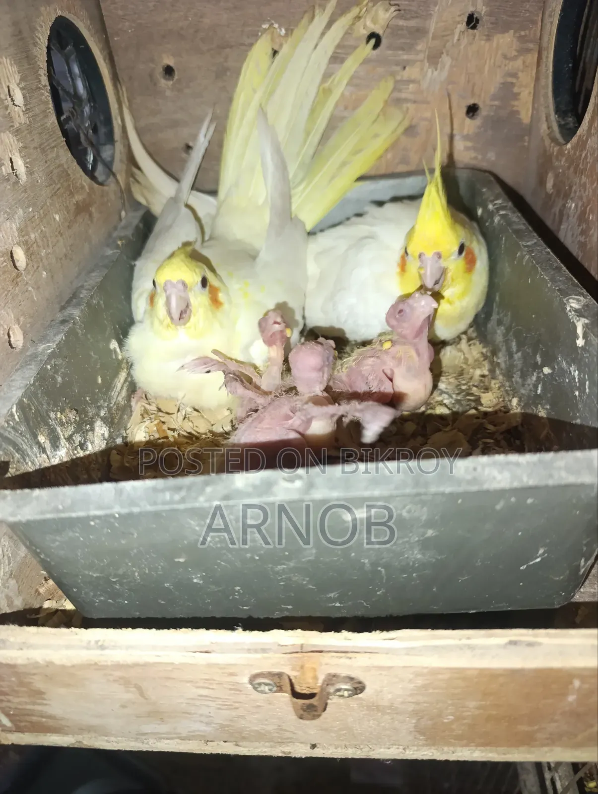 Lutino Cockatiel Running Pair