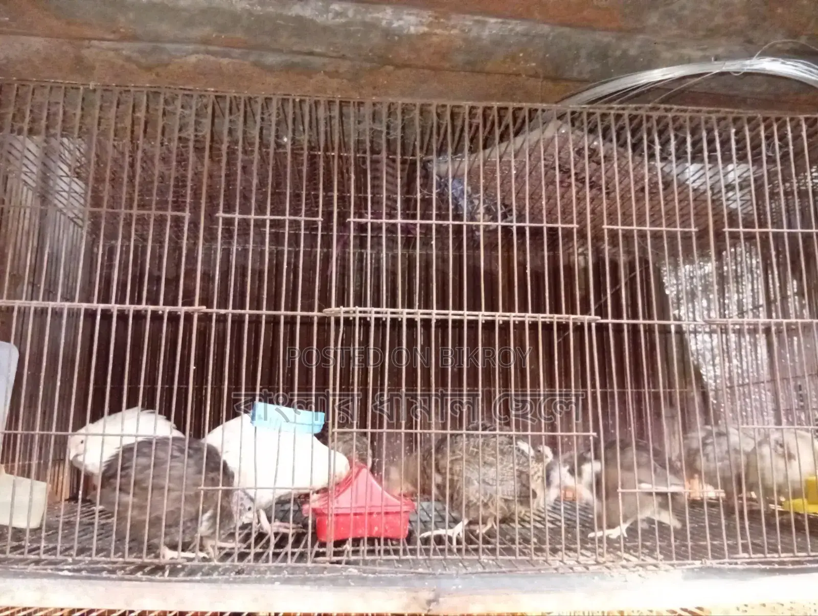 ১৮/৩৬ কেজ