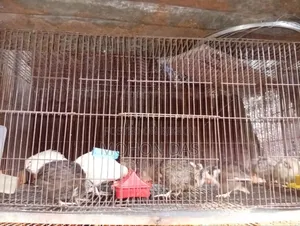 18/36 Cage