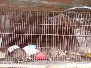 ১৮/৩৬ কেজ
