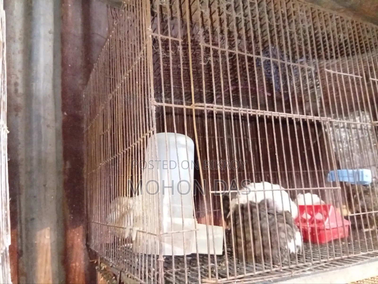 18/36 Cage