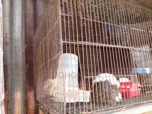 18/36 Cage
