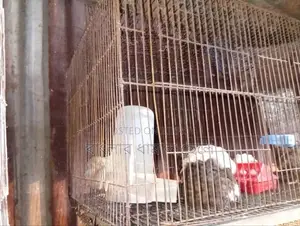 ১৮/৩৬ কেজ