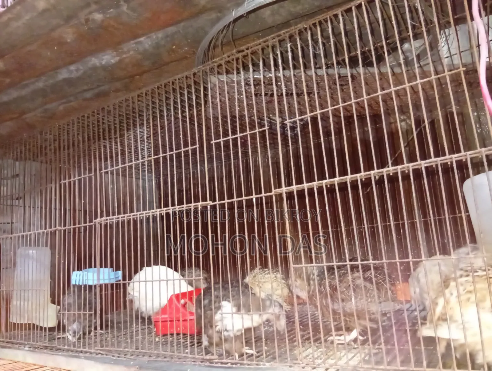 18/36 Cage