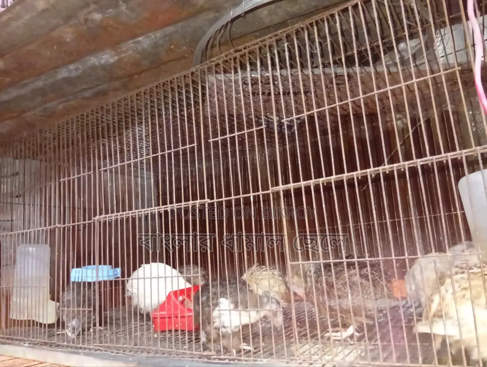১৮/৩৬ কেজ
