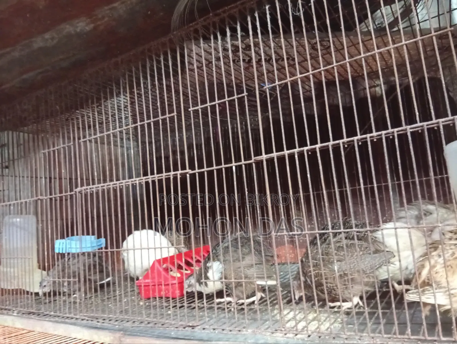 18/36 Cage