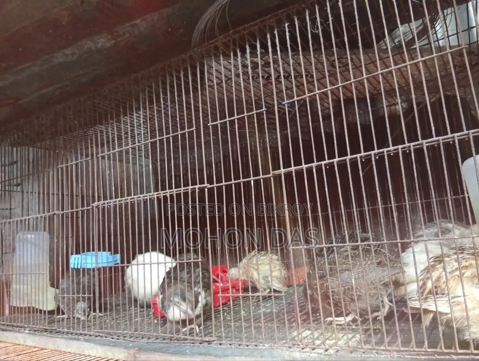 18/36 Cage