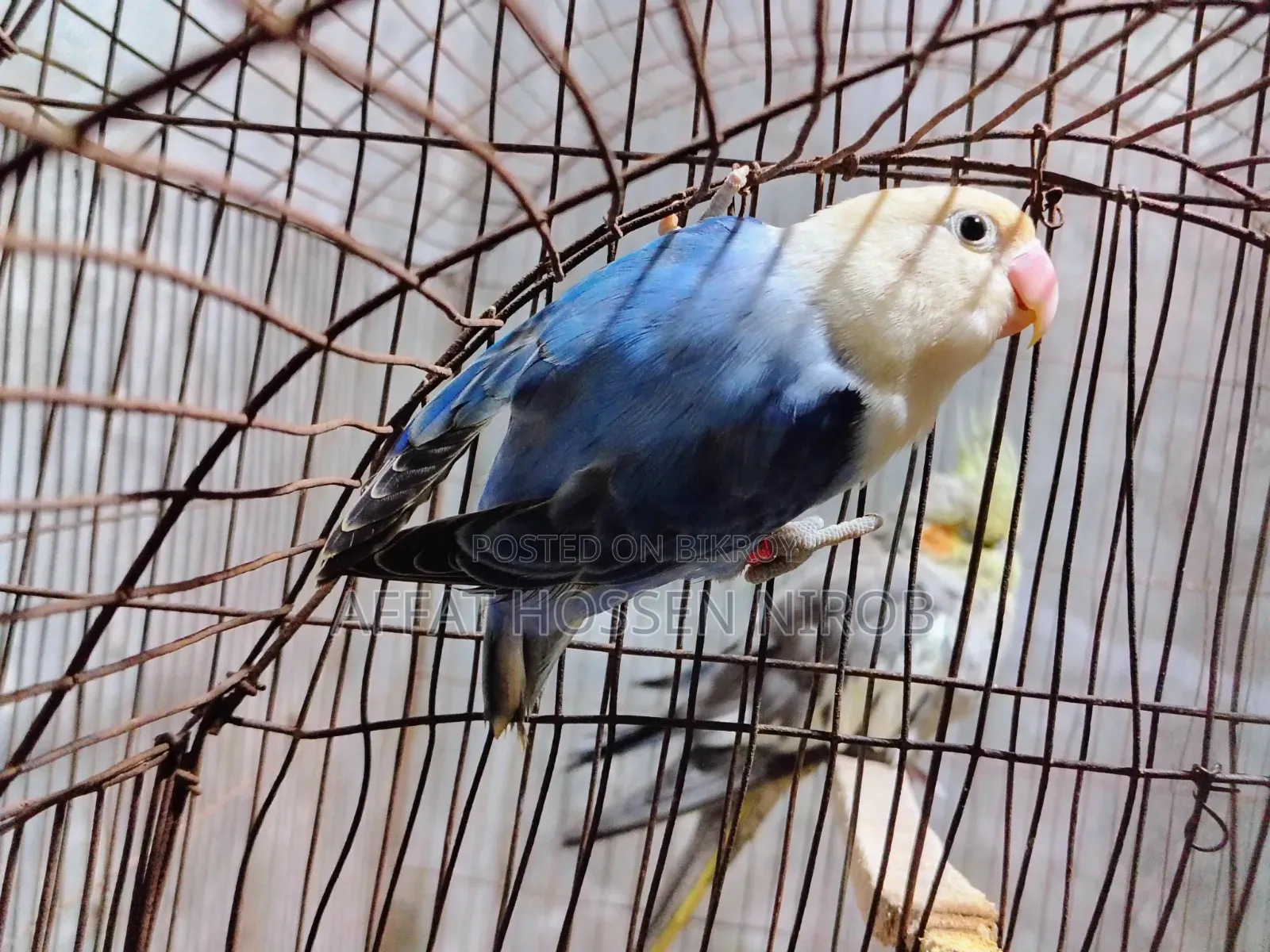 ব্লু অপালাইন