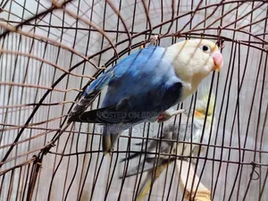 ব্লু অপালাইন