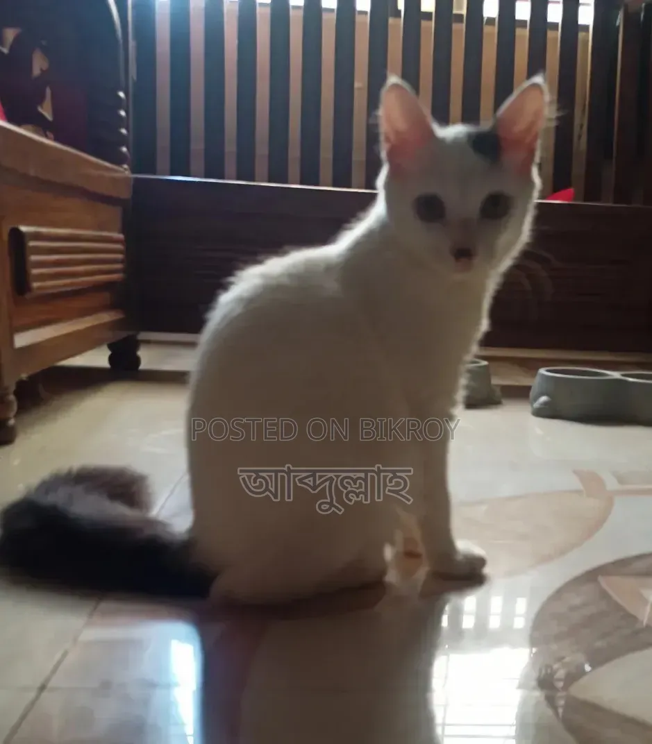 ৩-৬ মাস বয়সী পুরুষ মিশ্র জাতের পারশিয়ান