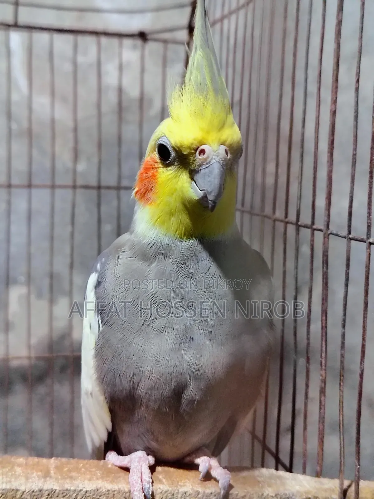 কোকাটেল ব্রিডিং মেল