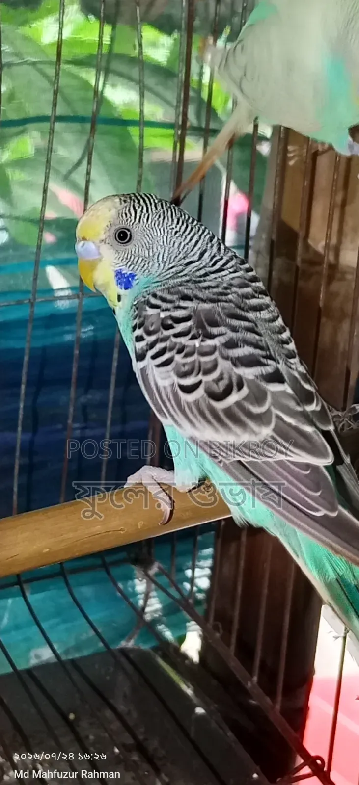 বাজারিগার পাখি এক্সচেঞ্জ