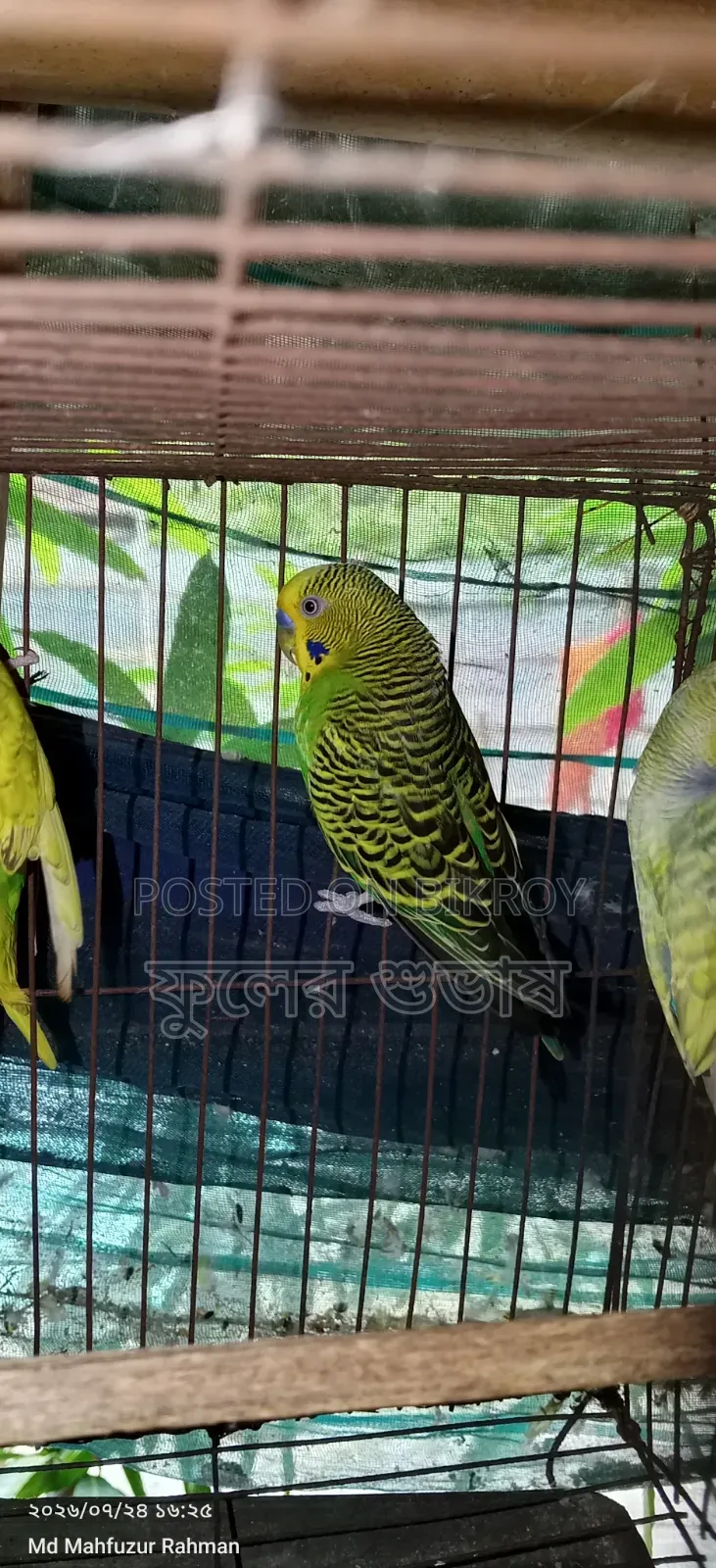 বাজারিগার পাখি এক্সচেঞ্জ