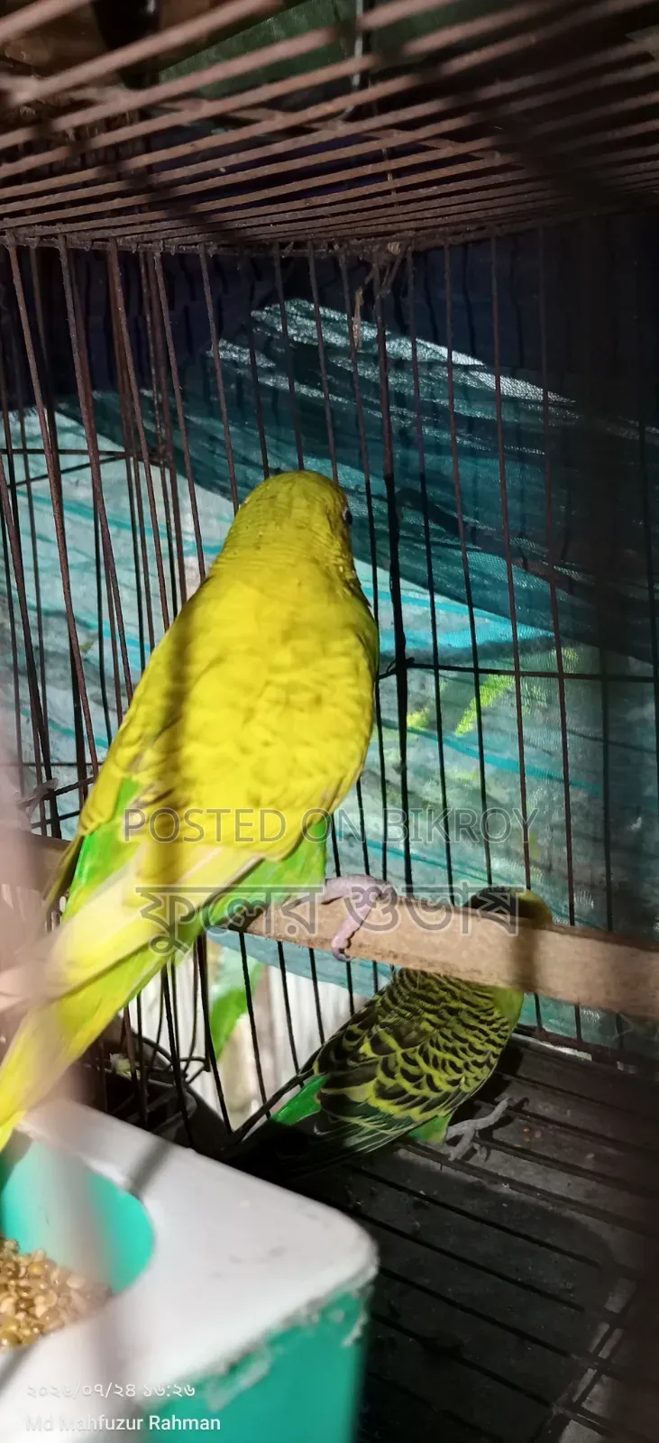 বাজারিগার পাখি এক্সচেঞ্জ