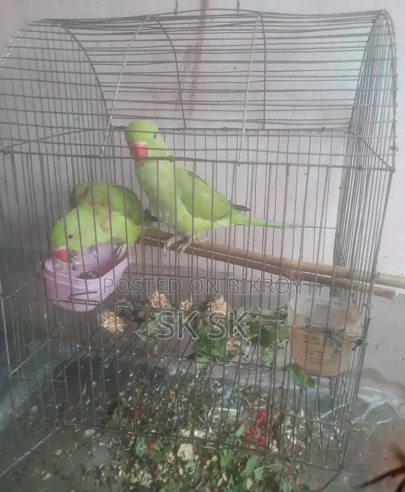 রিংনেট পাখি