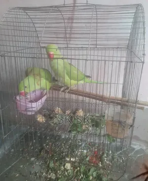 রিংনেট পাখি