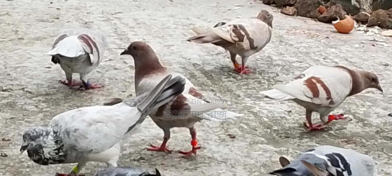 Pigeons for Sale Lesser and Griebaz