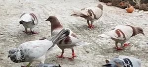 Pigeons for Sale Lesser and Griebaz
