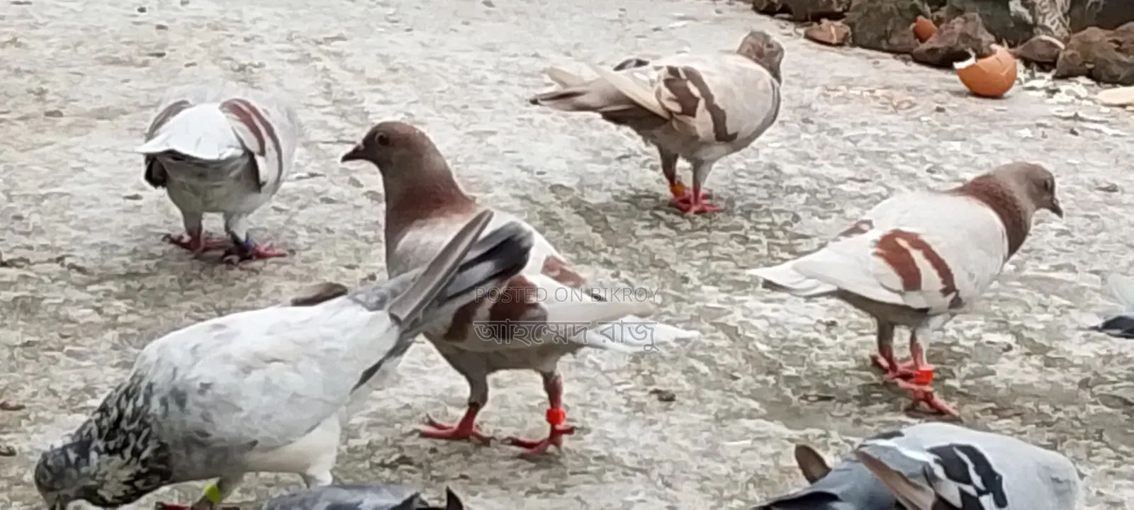 Pigeons for Sale Lesser and Griebaz