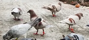 Pigeons for Sale Lesser and Griebaz