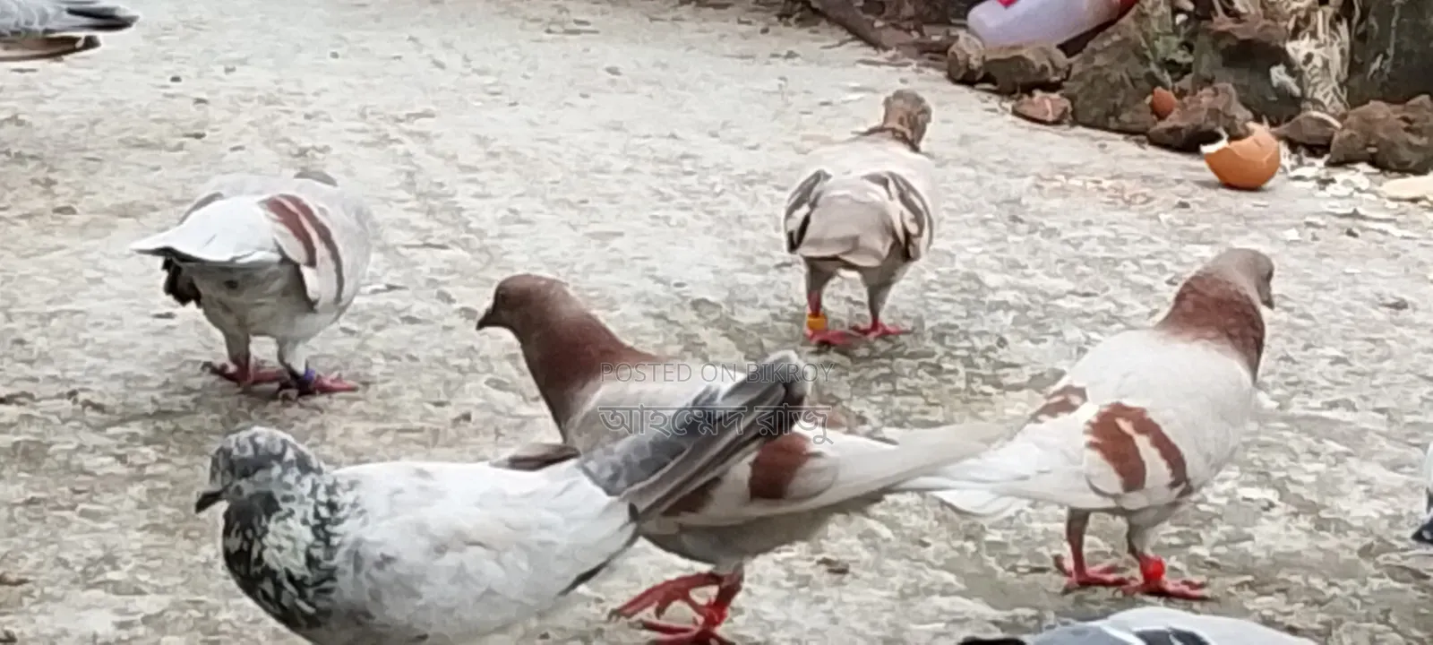Pigeons for Sale Lesser and Griebaz