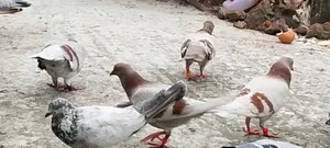Pigeons for Sale Lesser and Griebaz