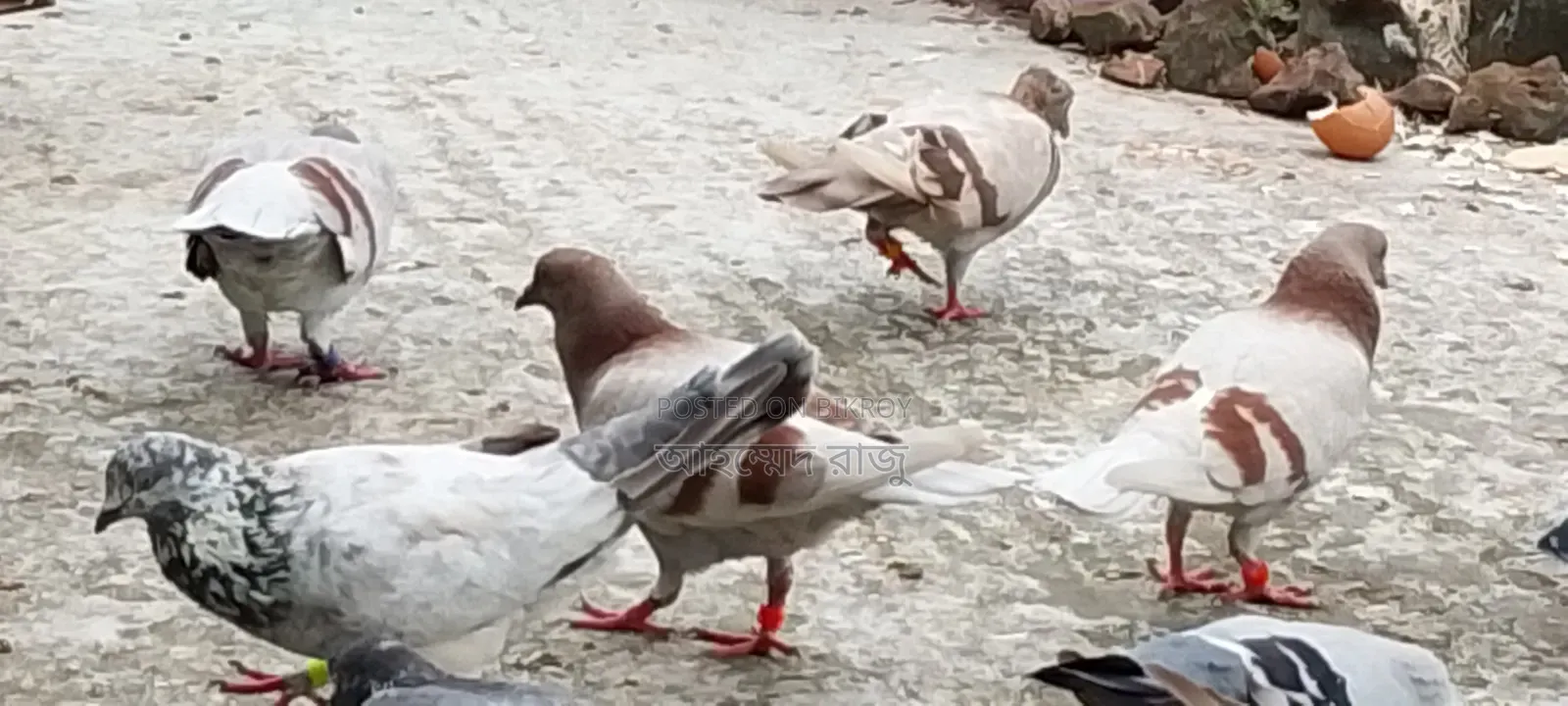 Pigeons for Sale Lesser and Griebaz
