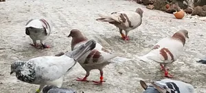 Pigeons for Sale Lesser and Griebaz