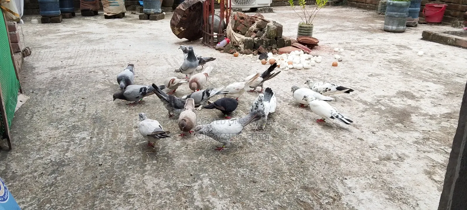 Pigeons for Sale Lesser and Griebaz