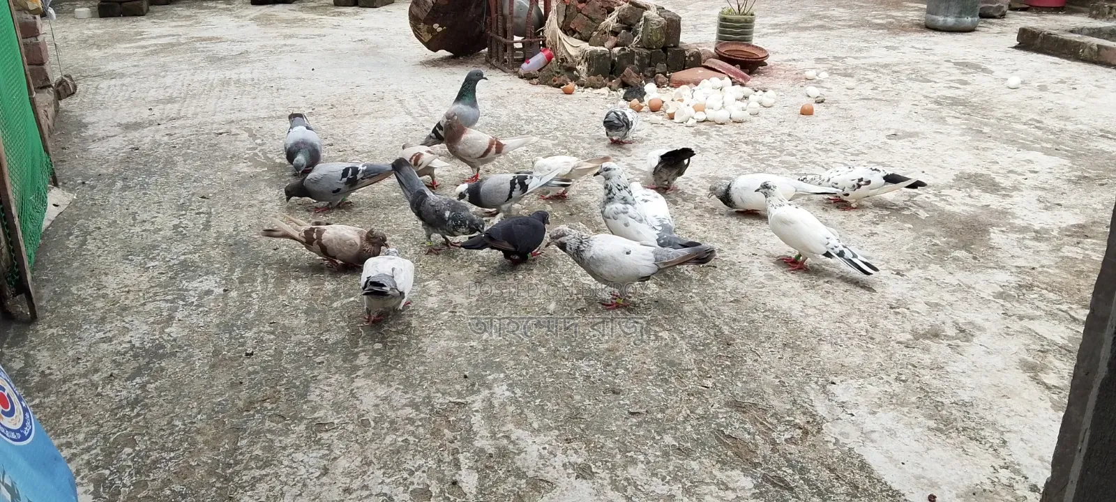Pigeons for Sale Lesser and Griebaz