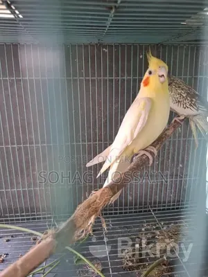 কোকাটেল মেল