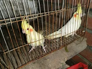 এডাল্ট ককাটেল বিক্রির জন্য