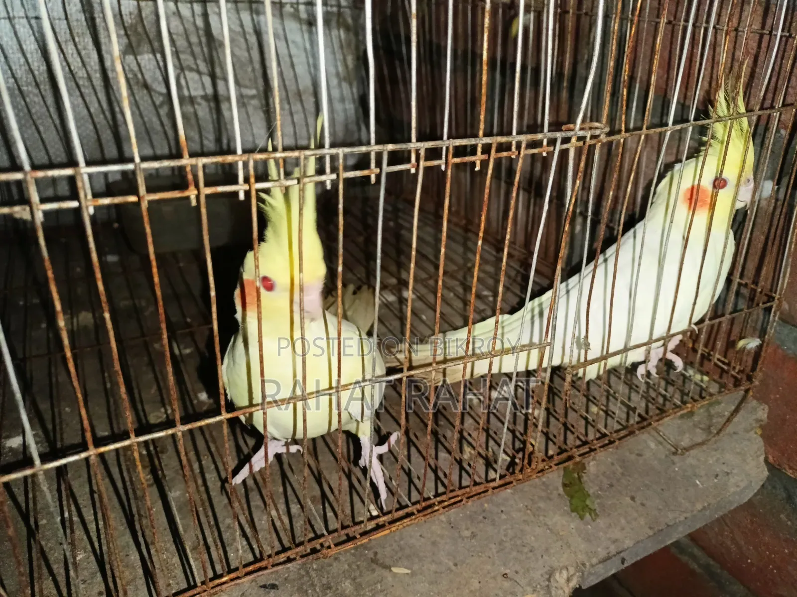 এডাল্ট ককাটেল বিক্রির জন্য