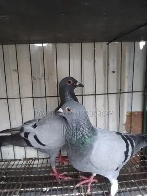 A pair of racing Dresser pigeons for sale