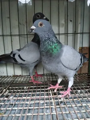 A pair of racing Dresser pigeons for sale