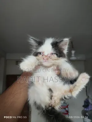 1-3 Months Female Purebred Persian