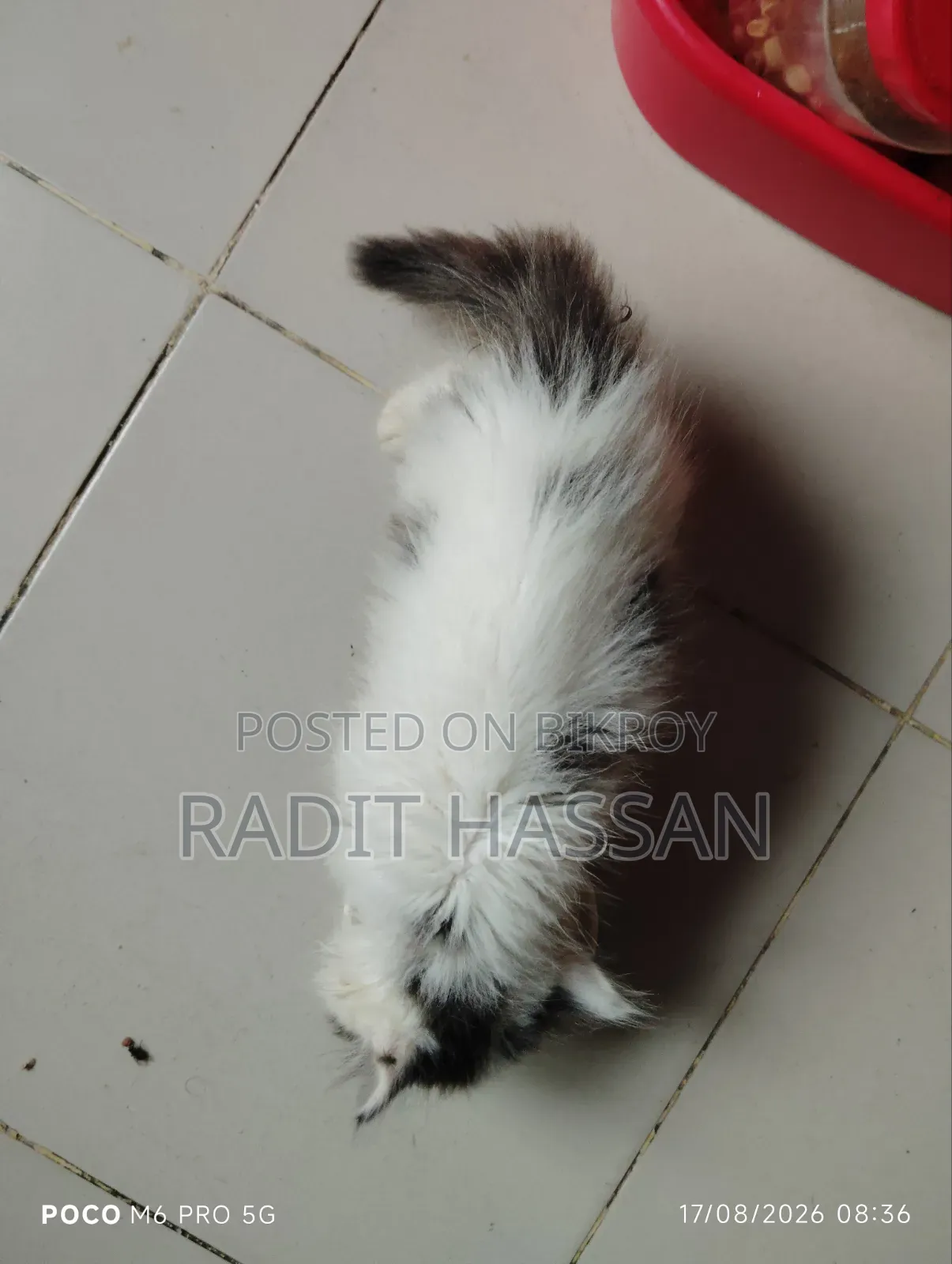 ১-৩ মাসের ফিমেল পিওরব্রেড পার্সিয়ান