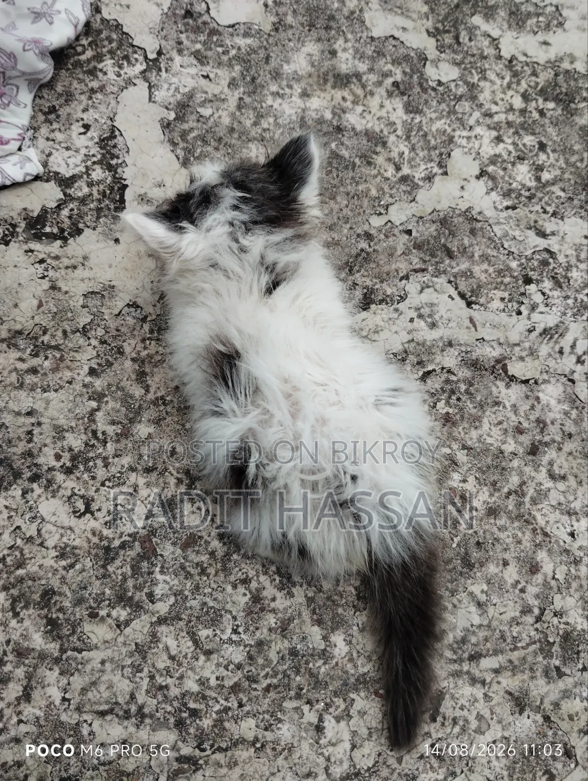 ১-৩ মাসের ফিমেল পিওরব্রেড পার্সিয়ান