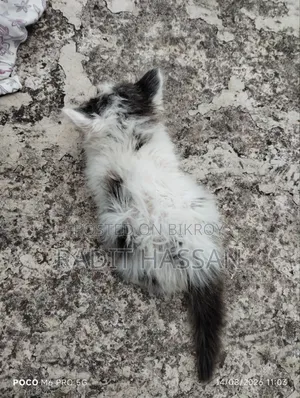 ১-৩ মাসের ফিমেল পিওরব্রেড পার্সিয়ান
