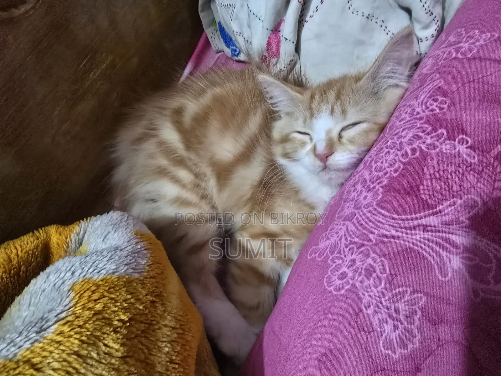১+ বছরের ফিমেলে পিউরব্রেড পার্সিয়ান