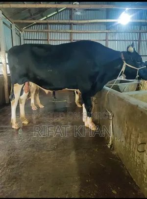 অস্ট্রেলিয়ান ক্রস গরু