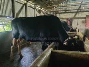 অস্ট্রেলিয়ান ক্রস গরু