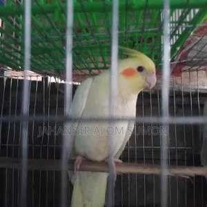 ককাটেল পাখি