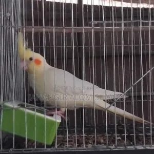 ককাটেল পাখি