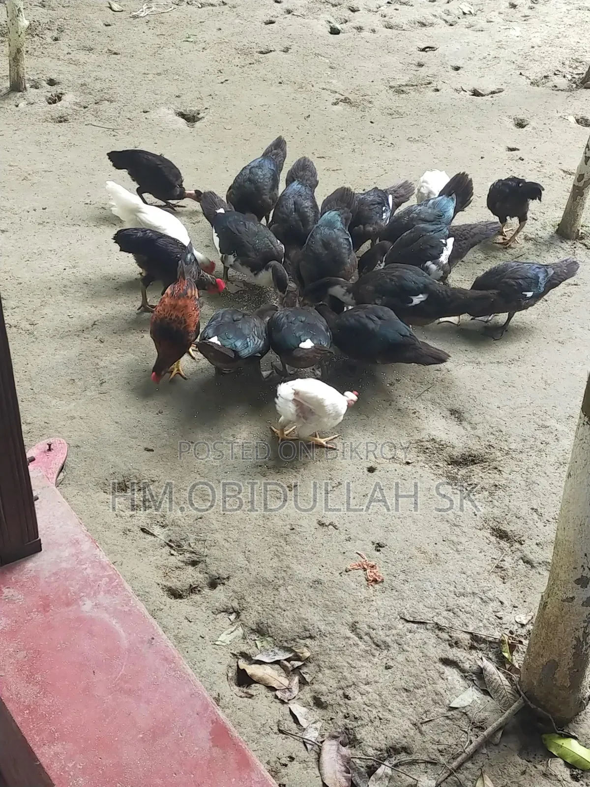চিনা হাঁস বিক্রি